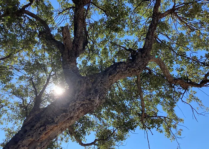 Les Gorgones - Corse Du Sud - Vue - 200m ヴィラ