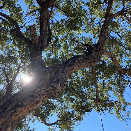 Corse Du Sud à 200m De La Villa